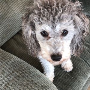 Meet your Posher, Angela